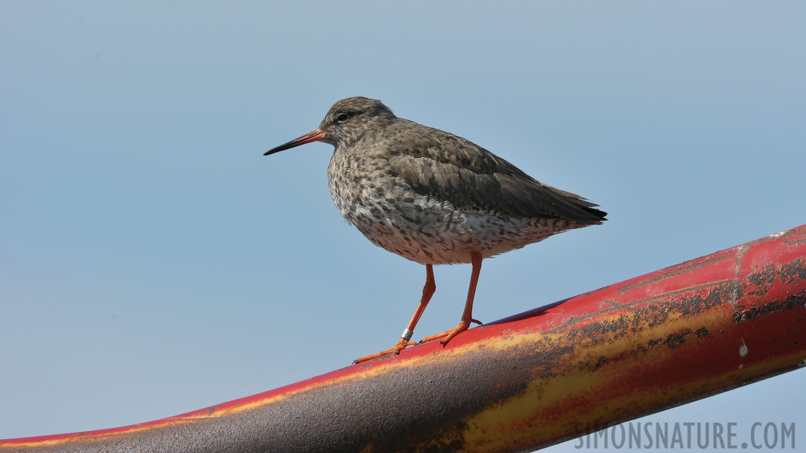 Tringa totanus robusta [550 mm, 1/1000 Sek. bei f / 9.0, ISO 400]